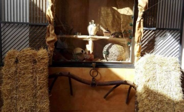 medieval (37)